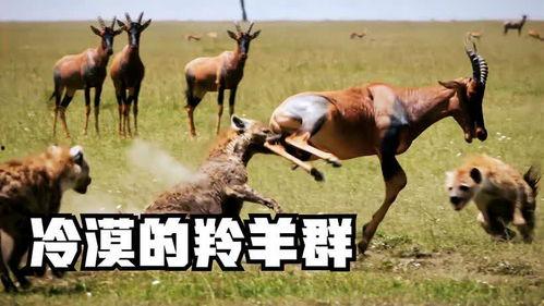 娱乐圈吃瓜羊了个羊